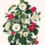 Clara Maria Pope Botanical, Plate 1
