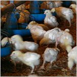 In Maryland, Focus on Poultry Pollution